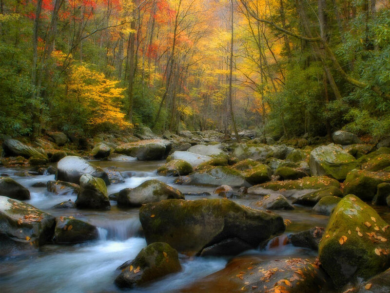 Stream in Autumn Forest — Green, Serene, Photograph, Trees, Rocks, Fallen Leaves, Yellow, Orange