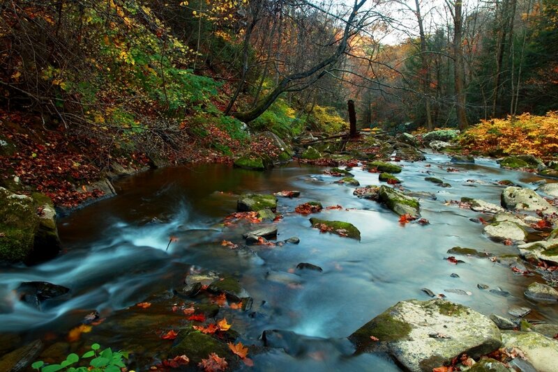Stream in Autumn Forest — Green, Serene, Photograph, Trees, Rocks, Leaves