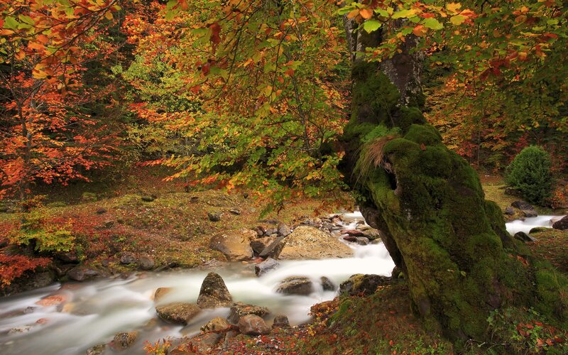 Stream in Autumn Forest — Green, Serene, Photograph, Trees, Rocks, Moss, Orange, Brown