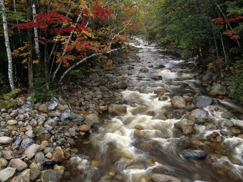 Stream in Autumn Forest — Green, Serene, Photograph, Trees, Rocks, River, Red, Brown