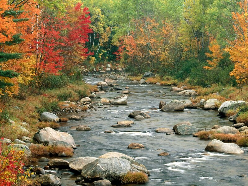 Stream in Autumn Forest — Green, Serene, Photograph, Trees, Rocks, River, Red, Yellow