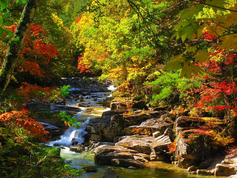 Stream in Autumn Forest — Green, Serene, Photograph, Trees, Rocks, Water