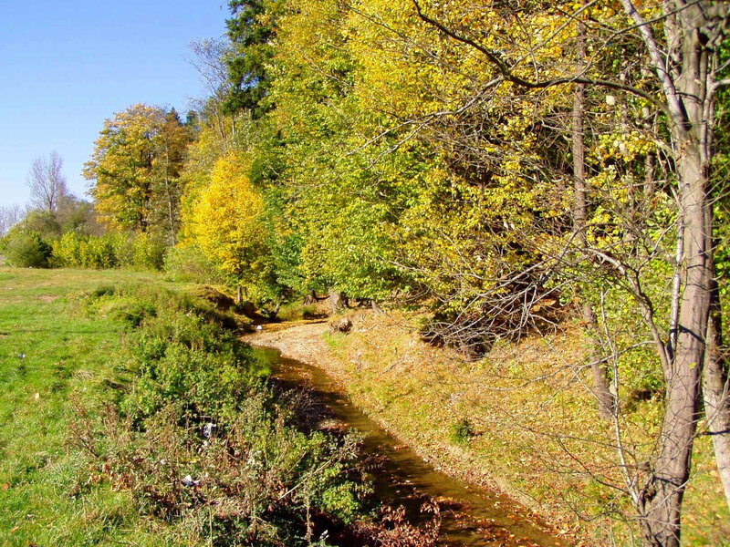 Stream in Autumn Forest — Green, Serene, Photograph, Trees