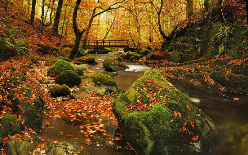 Stream in Autumn Forest — Green, Serene
