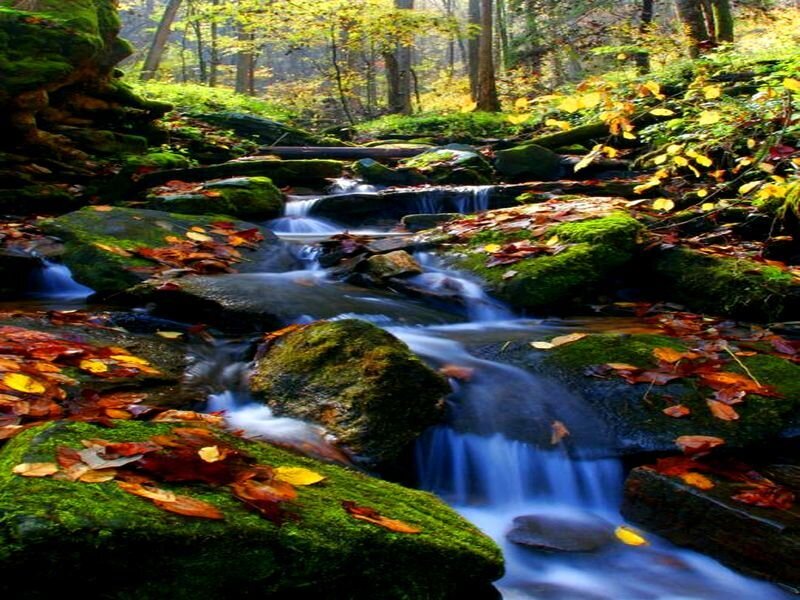 Stream in Autumn Forest — Green