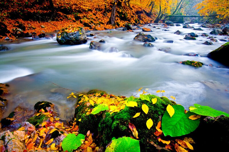 Stream in Autumn Forest — Orange, Serene, Photograph, Fallen Leaves, Rocks