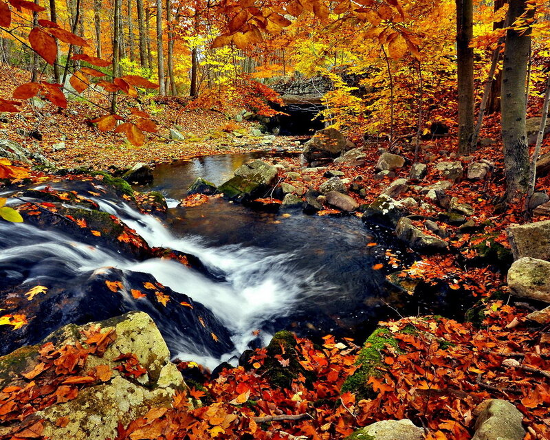 Stream in Autumn Forest — Orange, Serene, Photograph, Fallen Leaves, Rocks, Trees