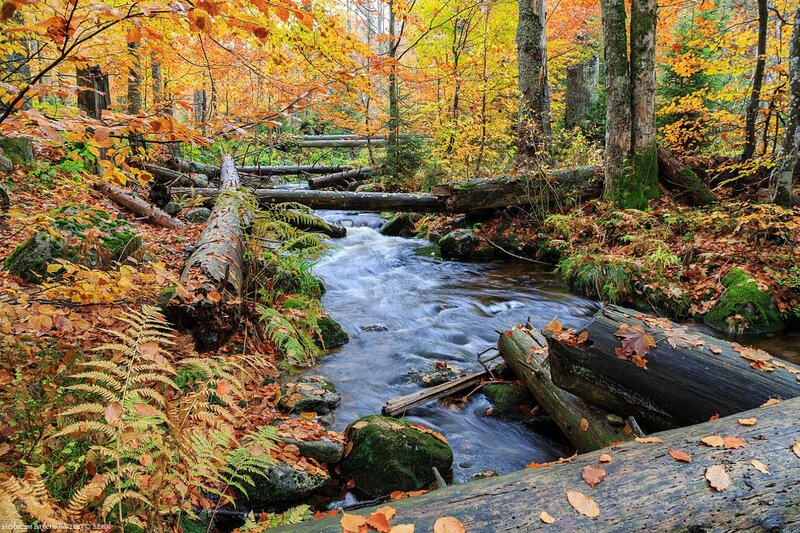 Stream in Autumn Forest — Orange, Serene, Photograph, Fallen Logs