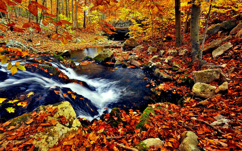 Stream in Autumn Forest — Orange, Serene, Photograph, Leaves, Rocks, Trees, Bridge