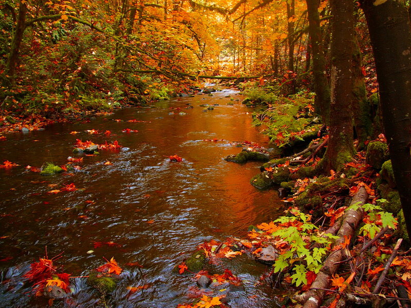 Stream in Autumn Forest — Orange, Serene, Photograph, Leaves, Trees, Rocks