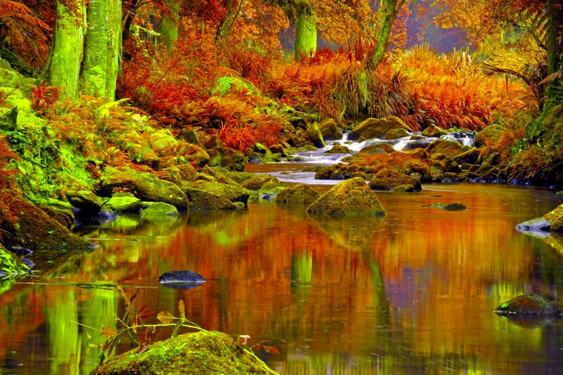 Stream in Autumn Forest — Orange, Serene, Photograph, River, Rocks