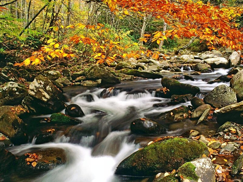 Stream in Autumn Forest — Orange, Serene, Photograph, Rocks, Fallen Leaves, Moss