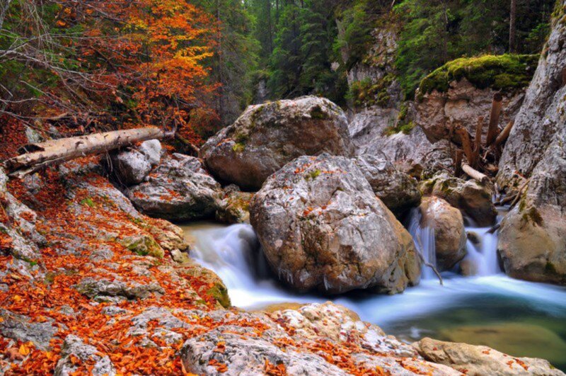 Stream in Autumn Forest — Orange, Serene, Photograph, Rocks, Fallen Leaves