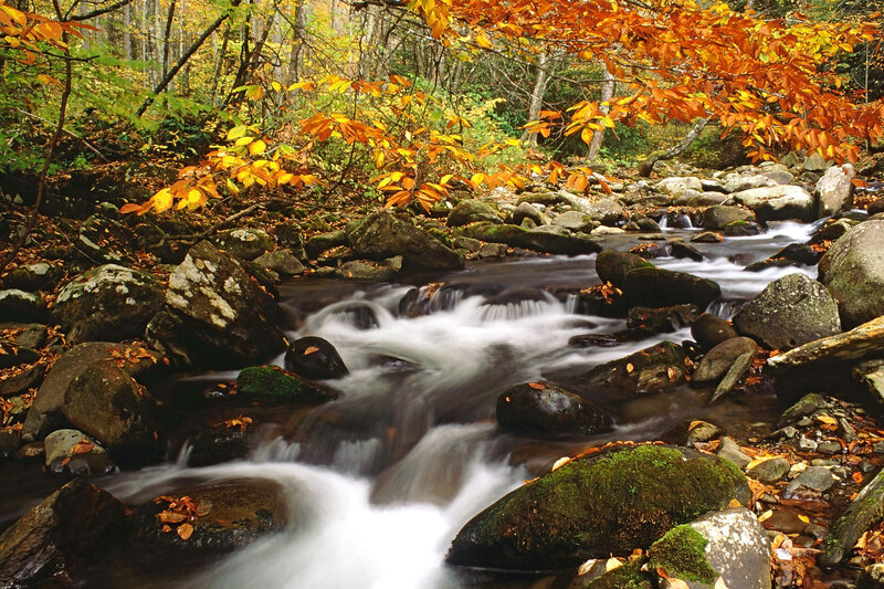 Stream in Autumn Forest — Orange, Serene, Photograph, Rocks