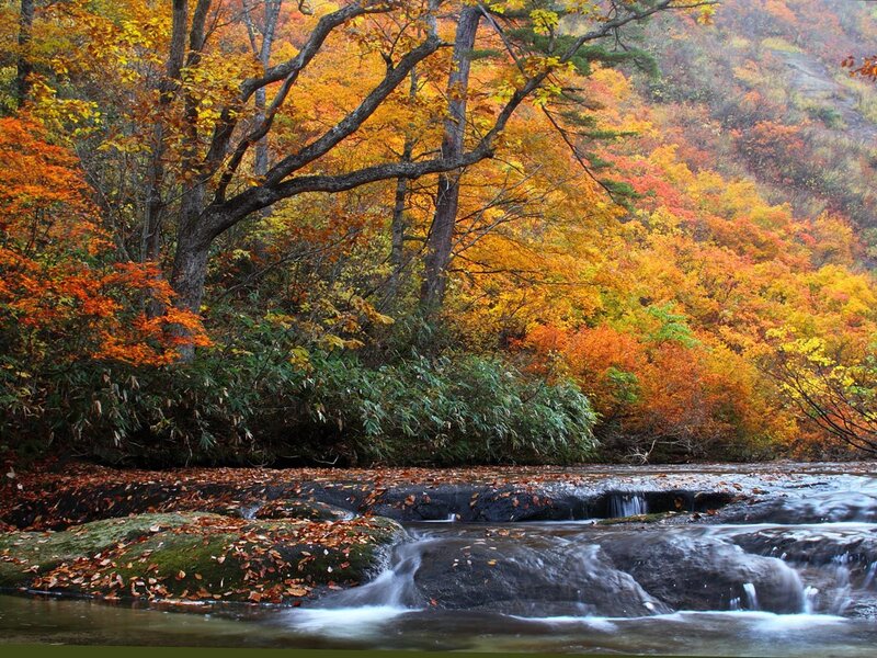 Stream in Autumn Forest — Orange, Serene, Photograph