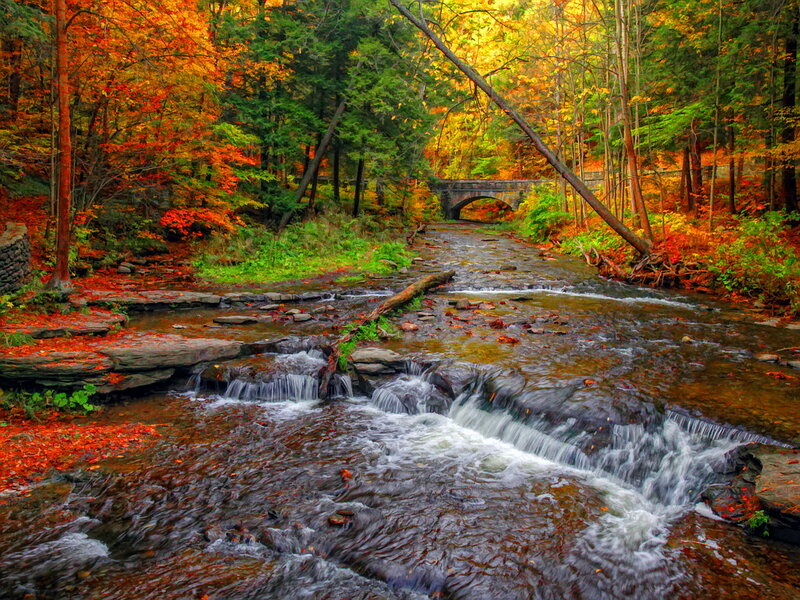 Stream in Autumn Forest — Orange, Serene, Photograph, Trees, Bridge, Fallen Leaves