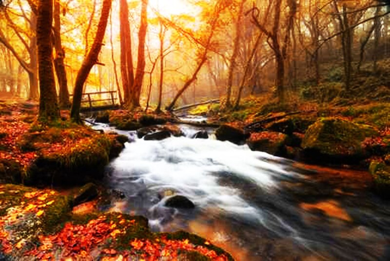 Stream in Autumn Forest — Orange, Serene, Photograph, Trees, Fallen Leaves, Moss