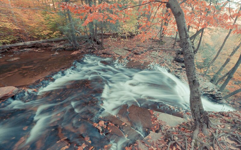 Stream in Autumn Forest — Orange, Serene, Photograph, Trees, Fallen Leaves, Rocks, Brown