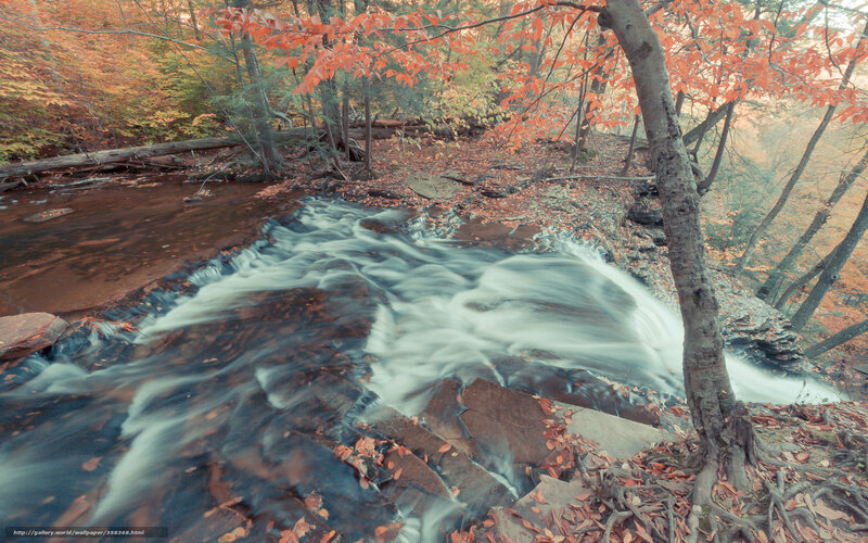 Stream in Autumn Forest — Orange, Serene, Photograph, Trees, Fallen Leaves, Rocks