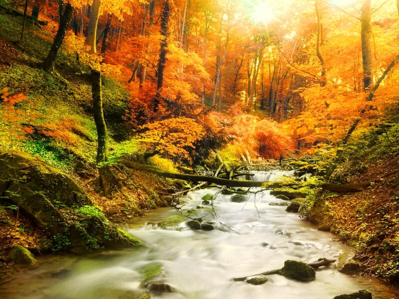 Stream in Autumn Forest — Orange, Serene, Photograph, Trees, Fallen Log