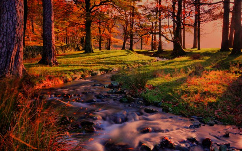 Stream in Autumn Forest — Orange, Serene, Photograph, Trees, Grass