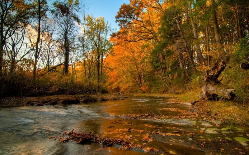 Stream in Autumn Forest — Orange, Serene, Photograph, Trees, Leaves, River, Green, Brown