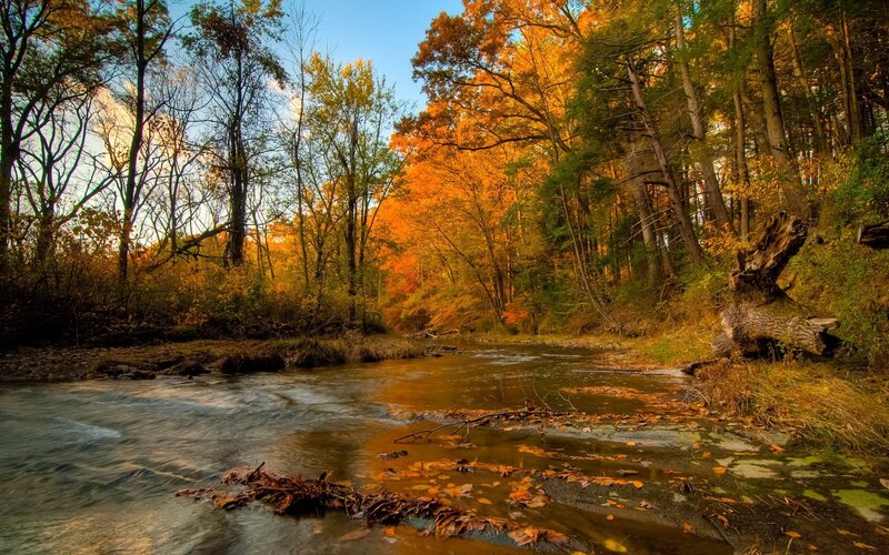 Stream in Autumn Forest — Orange, Serene, Photograph, Trees, Leaves, River