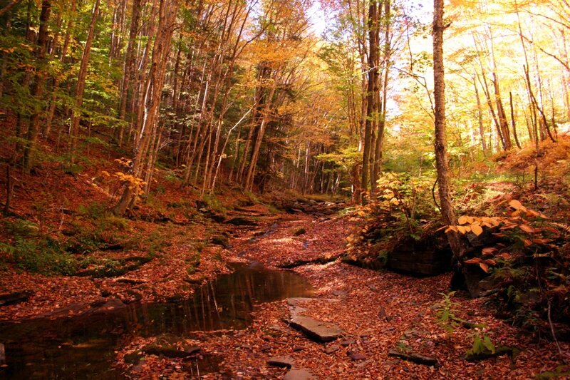 Stream in Autumn Forest — Orange, Serene, Photograph, Trees, Leaves, Rocks