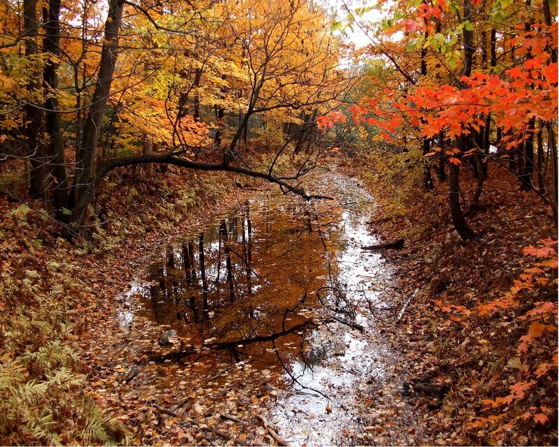 Stream in Autumn Forest — Orange, Serene, Photograph, Trees, Leaves, Water