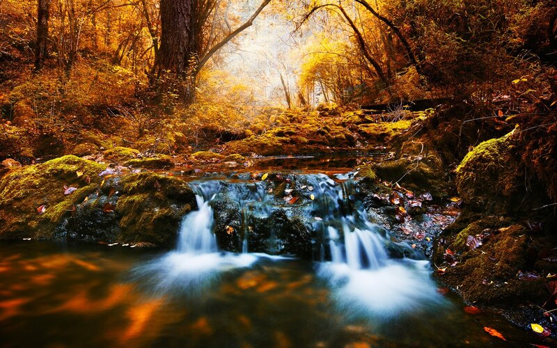 Stream in Autumn Forest — Orange, Serene, Photograph, Trees, Moss, Fallen Leaves