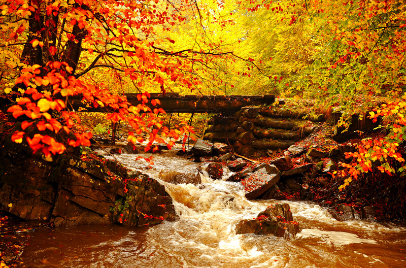 Stream in Autumn Forest — Orange, Serene, Photograph, Trees, River, Bridge