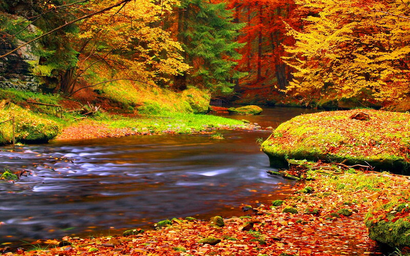 Stream in Autumn Forest — Orange, Serene, Photograph, Trees, River, Leaves, Moss