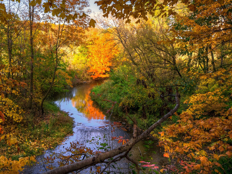 Stream in Autumn Forest — Orange, Serene, Photograph, Trees, River, Leaves