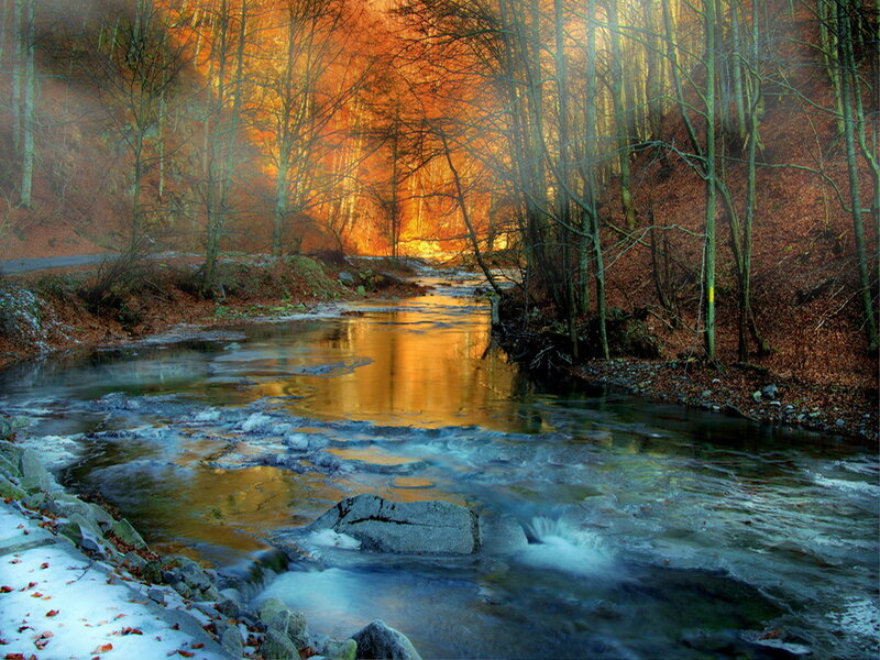 Stream in Autumn Forest — Orange, Serene, Photograph, Trees, River
