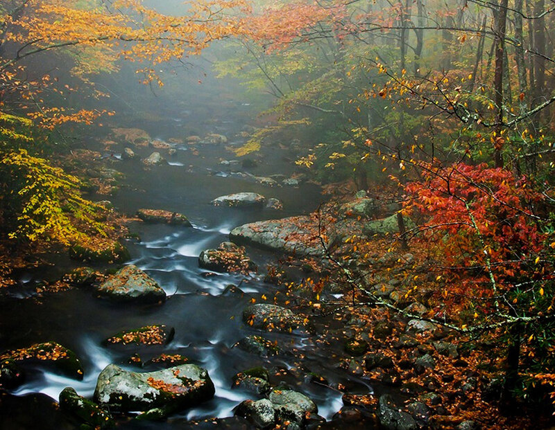 Stream in Autumn Forest — Orange, Serene, Photograph, Trees, Rocks, Fallen Leaves