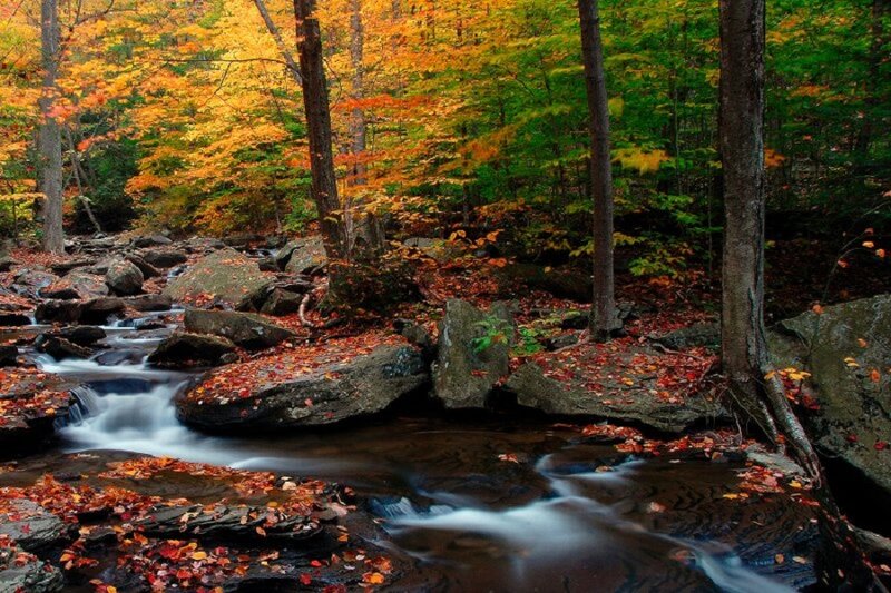 Stream in Autumn Forest — Orange, Serene, Photograph, Trees, Rocks, Leaves