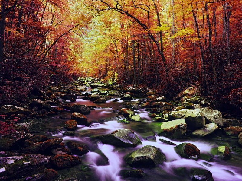 Stream in Autumn Forest — Orange, Serene, Photograph, Trees, Rocks, River