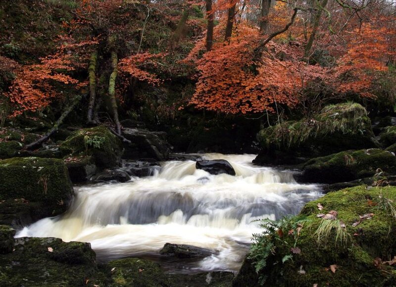 Stream in Autumn Forest — Orange, Serene, Photograph, Trees, Rocks