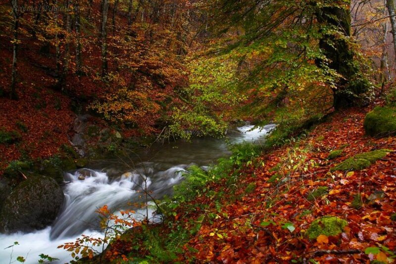 Stream in Autumn Forest — Orange, Serene, Photograph, Trees