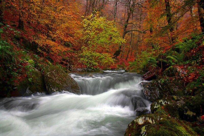 Stream in Autumn Forest — Orange, Serene