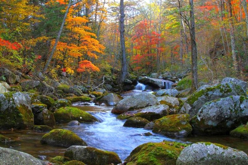 Stream in Autumn Forest — Orange