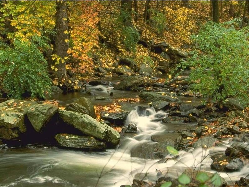 Stream in Autumn Forest — Photograph, Fallen Leaves