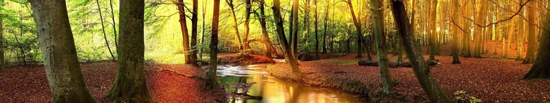 Stream in Autumn Forest — Photograph, River