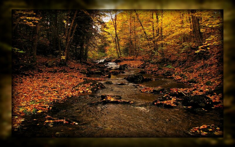 Stream in Autumn Forest — Photograph, Trees