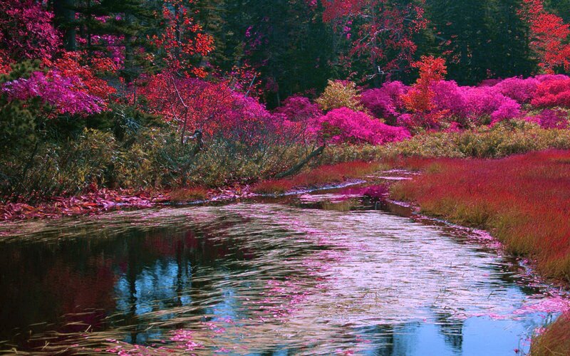 Stream in Autumn Forest — Pink, Serene