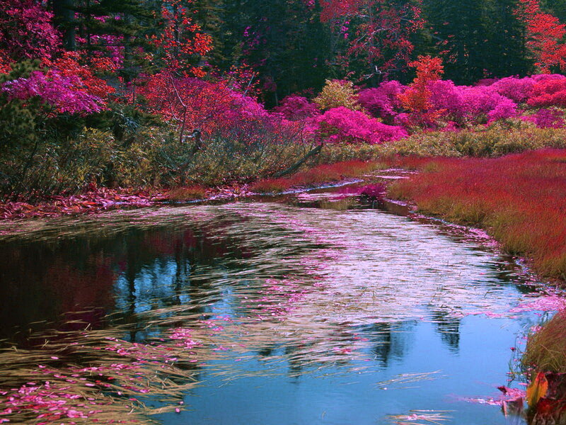 Stream in Autumn Forest — Pink