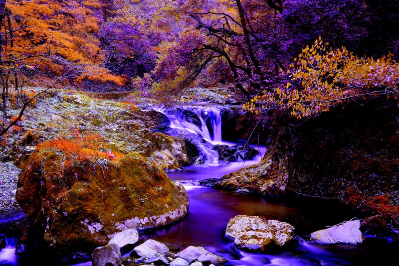 Stream in Autumn Forest — Purple