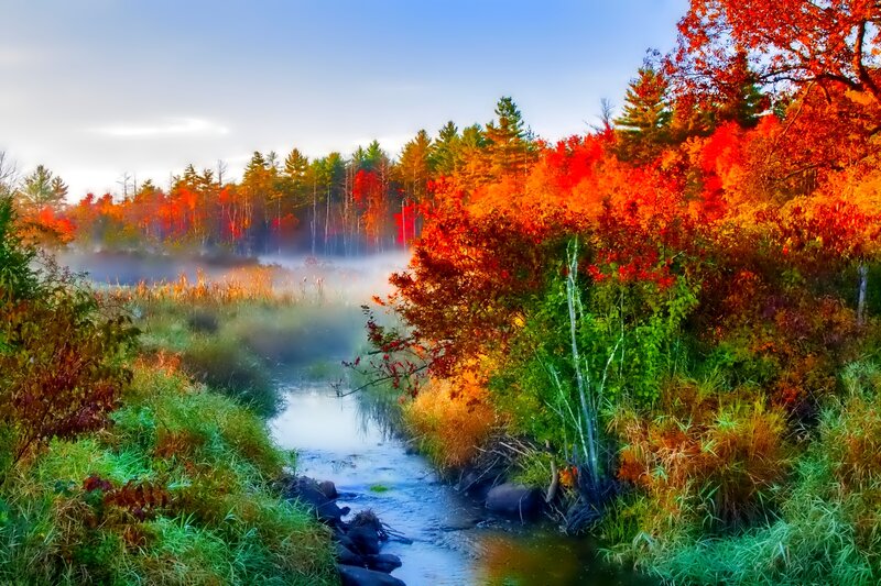 Stream in Autumn Forest — Red, Serene, Morning