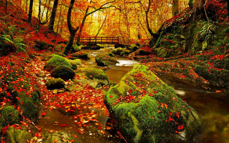 Stream in Autumn Forest — Red, Serene, Photograph, Fallen Leaves, Mossy Rocks