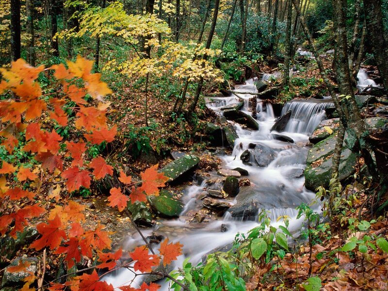 Stream in Autumn Forest — Red, Serene, Photograph, Fallen Leaves, Rocks, Trees, Green